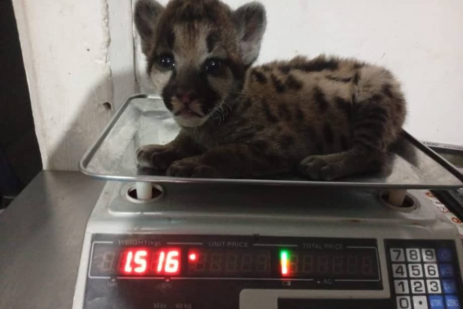 El animal fue entregado a Corporinoquia para continuar con su proceso de recuperación y eventual liberación en su hábitat natural. /Parques Nacionales Naturales.