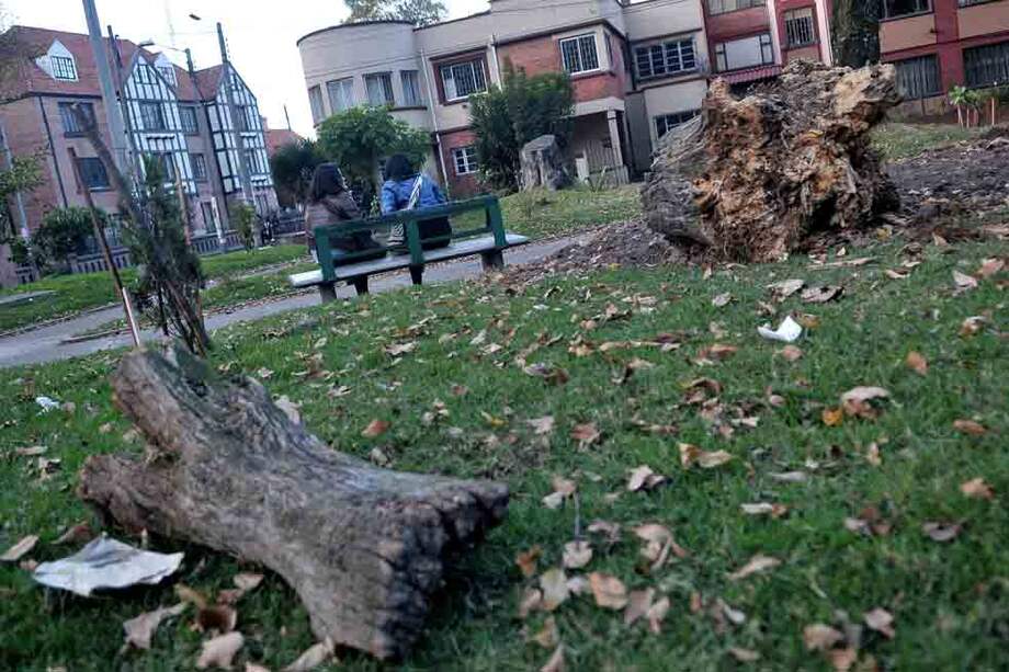 En el parque Gernika fueron talados tres árboles exóticos el 10 de julio. / Gustavo Torrijos