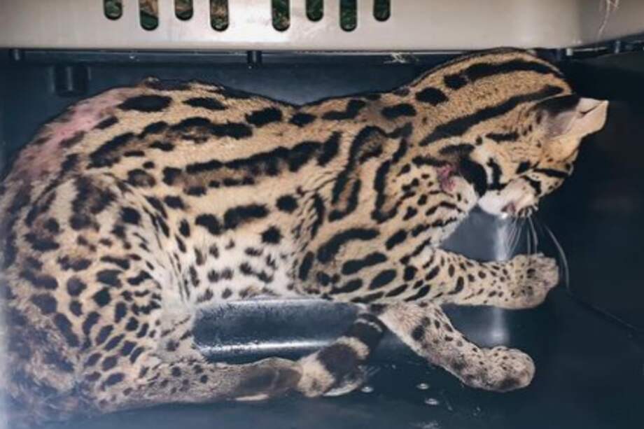 El animal presentaba signos de desnutrición y heridas que serán tratadas en la sede principal de la Corporación Autónoma de Santander.