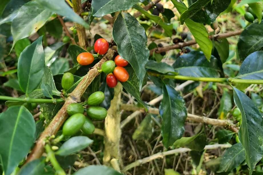 En la finca Granja Paraíso 92 cultivan 36 variedades de café.