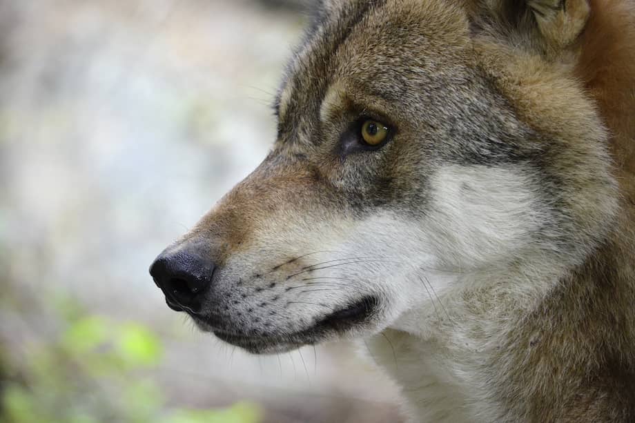 El lobo es un animal vital para los ecosistemas en Europa.