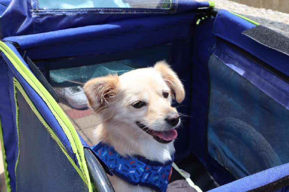 Un perro en uno de los coches que ofrece la Catedral de Sal de Zipaquirá para disfrutar junto a nuestras mascotas su recorrido.