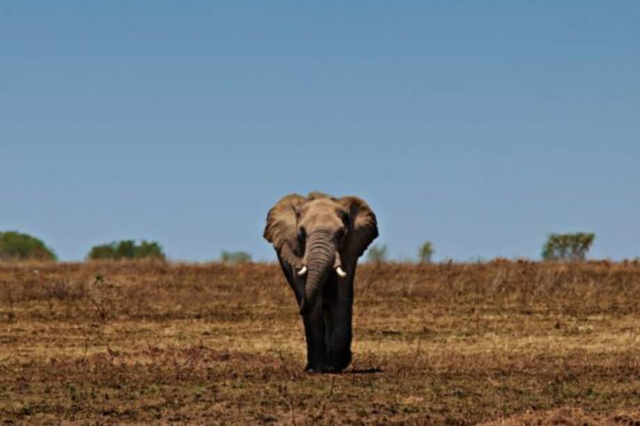 ¿Por qué la población de elefantes africanos está en su nivel más bajo en 25 años?