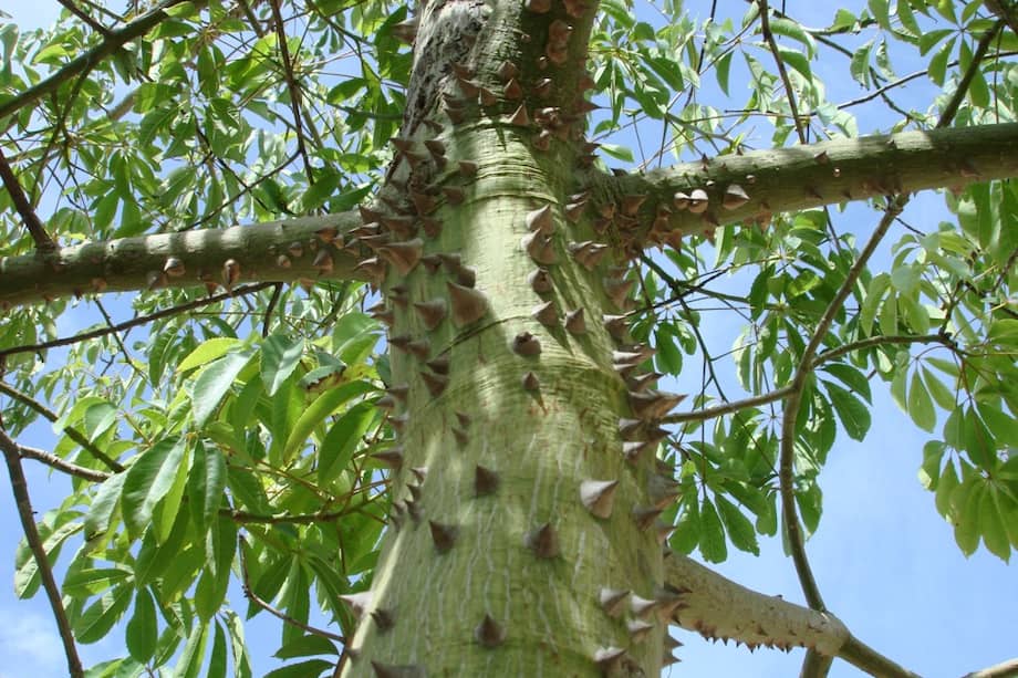 El palo borracho es un árbol cargado de simbolismo en varios países de la región.