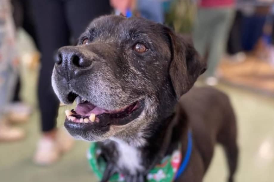 Aureliano pasó varios años en la Unidad de Cuidado Animal de Bogotá antes de ser adoptado por una familia.