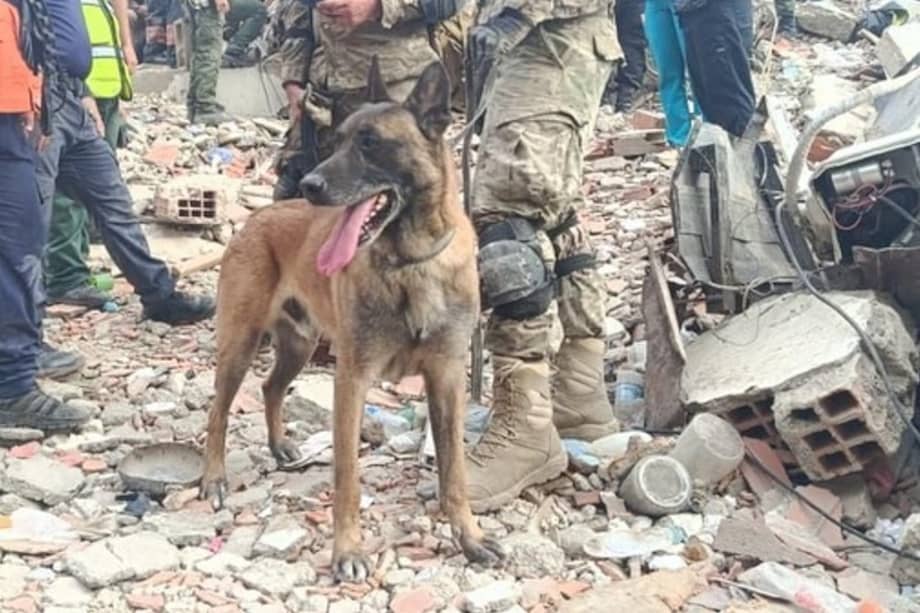 Tras marcar la posible ubicación de sobrevivientes, Bart permitió redireccionar la excavación que culminó con el rescate de dos menores.