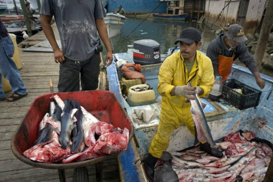 Mil millones de tiburones han sido capturados en la última década