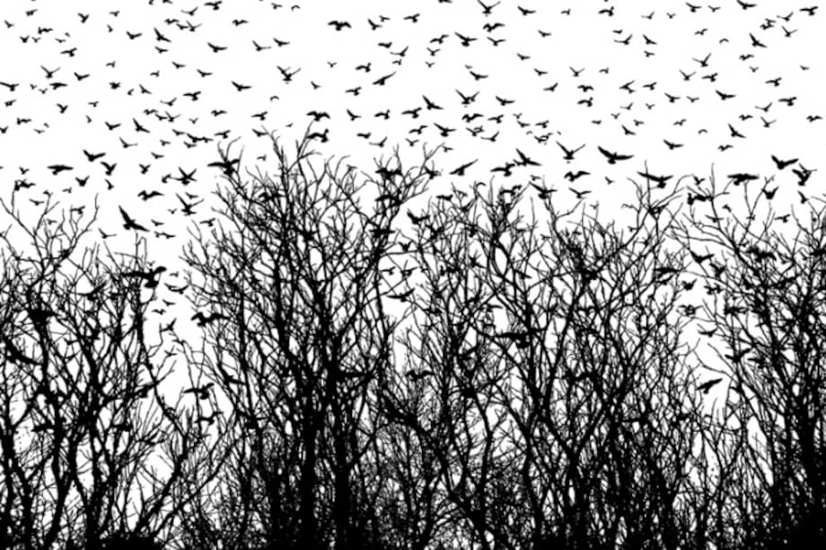 Kilombos: La lucha por rescatar la sabiduría ancestral de la comunidad negra