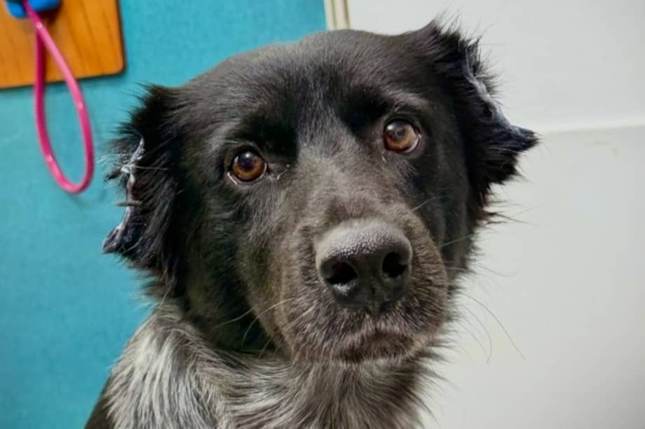 A pesar de las heridas, los rescatistas describen a Ralu como un perro cariñoso, dócil y muy consentido.
