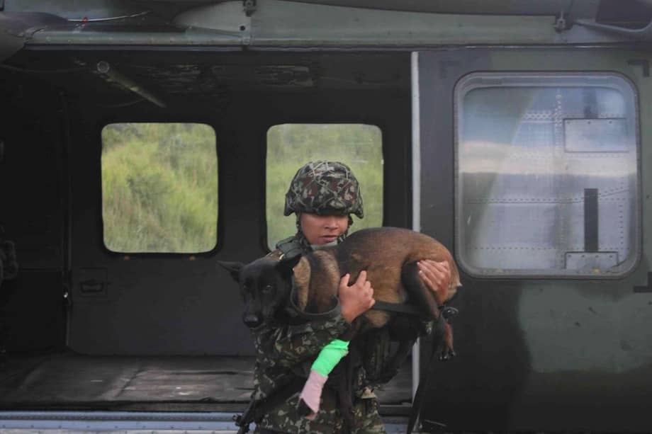 La perrita fue llevada inicialmente al Cantón Militar Jaime Rooke y posteriormente fue remitida a un centro veterinario.