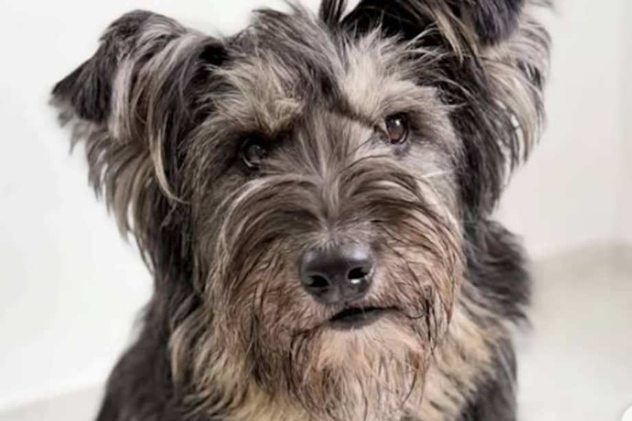 Sandía busca un hogar