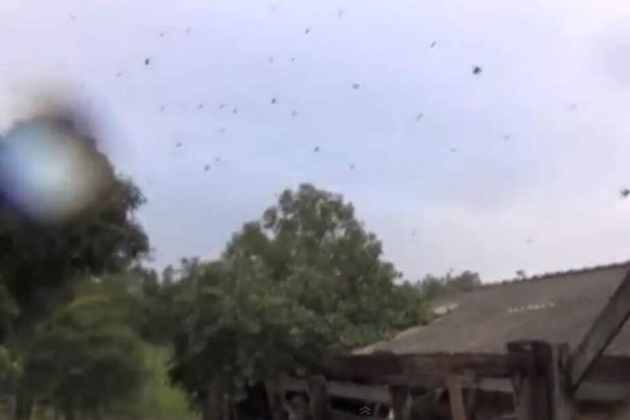 'Lluvia' de arañas se presentó en un pueblo de Brasil