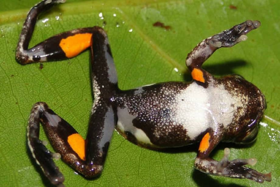 Las manchas naranjas de la nueva rana Dendropsophus kubricki. / Pablo Venegas