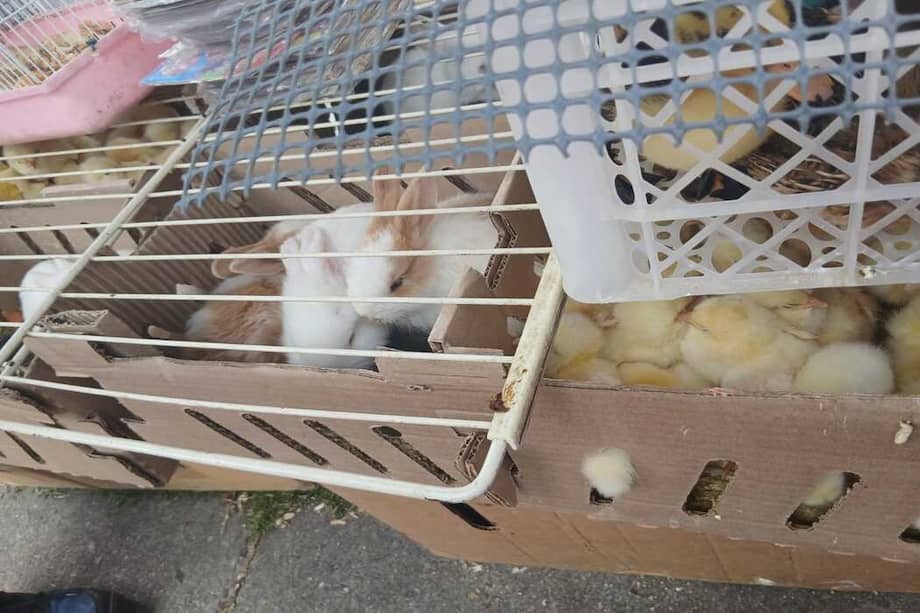 Los animales rescatados corresponden a 247 pollos, 43 patos, 22 codornices, 31 conejos y 61 hámsteres.