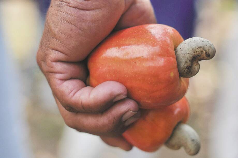 Casi la totalidad del marañón se pierde. Solo la nuez es comercializada en gran cantidad para acompañar alimentos y como pasabocas. / Fotos: Óscar Pérez - El Espectador