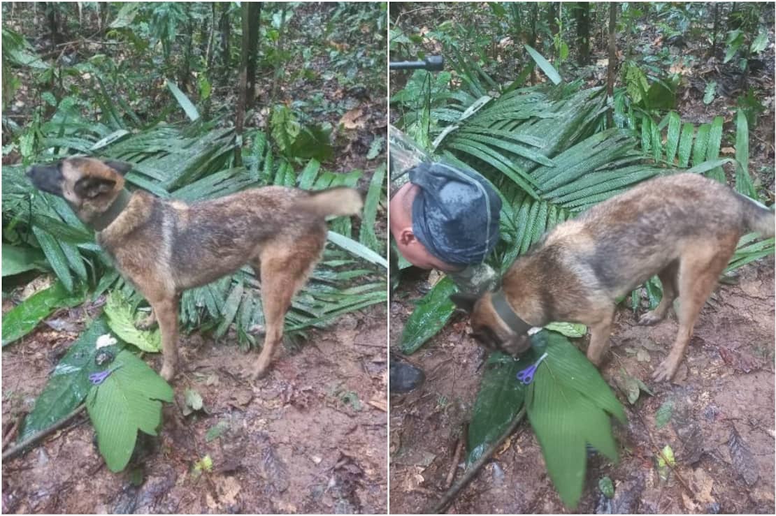 ¿Por qué el perro Wilson no atiende el llamado de su guía ni de las personas que lo buscan? | EL ESPECTADOR