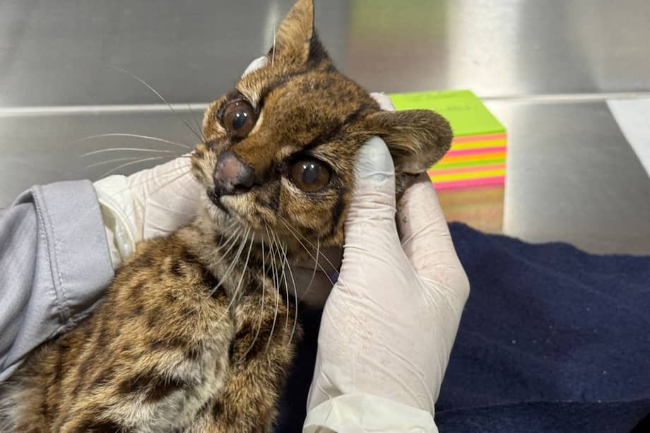 Por las condiciones en las que se encontraba la tigrilla lanuda, se cree que pudo haber estado en cautiverio prolongado antes de que la abandonaran.