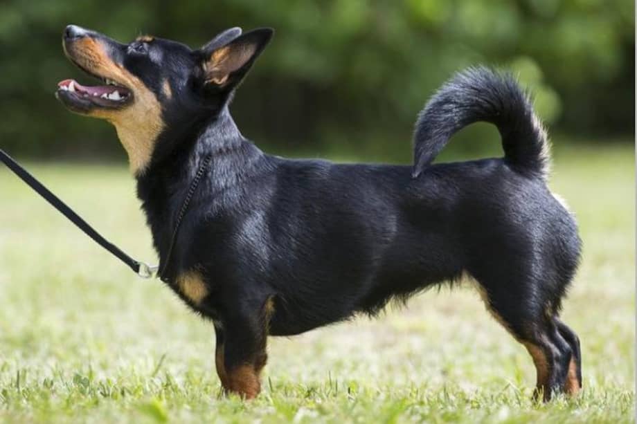 Este canino pequeño de patas cortas se caracteriza por su cuerpo alargado y gran sonrisa.
