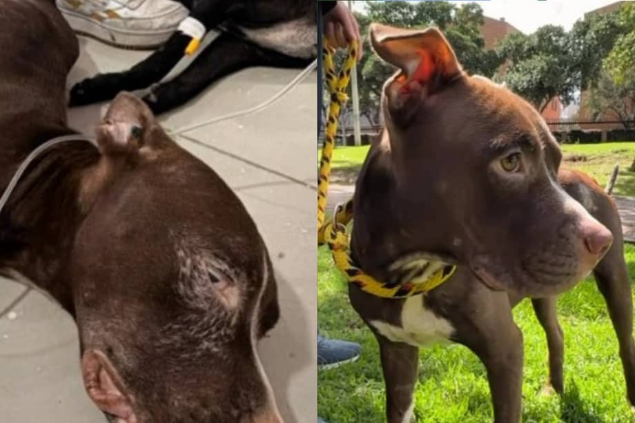 El perro llegó a una jornada de esterilización acompañado por una supuesta familia, pero la fundación decidió intervenir al conocer su delicado estado.