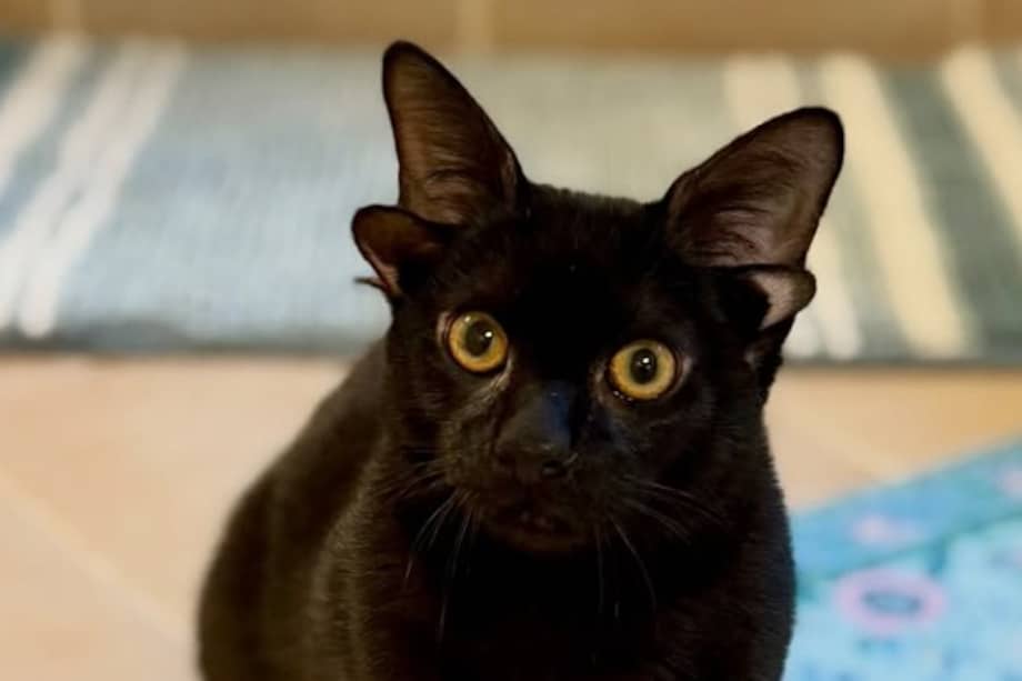 Dobby es una gata de pelaje negro con un temperamento dulce y amistoso.