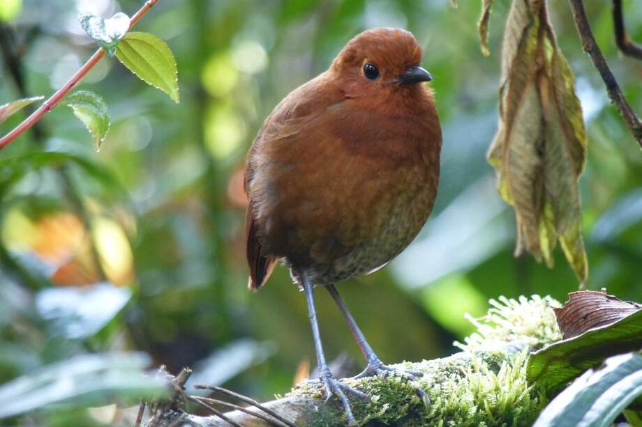 Imagen de la "Grallaria alvarezi". Fue tomada en Jardín, Antioquia.