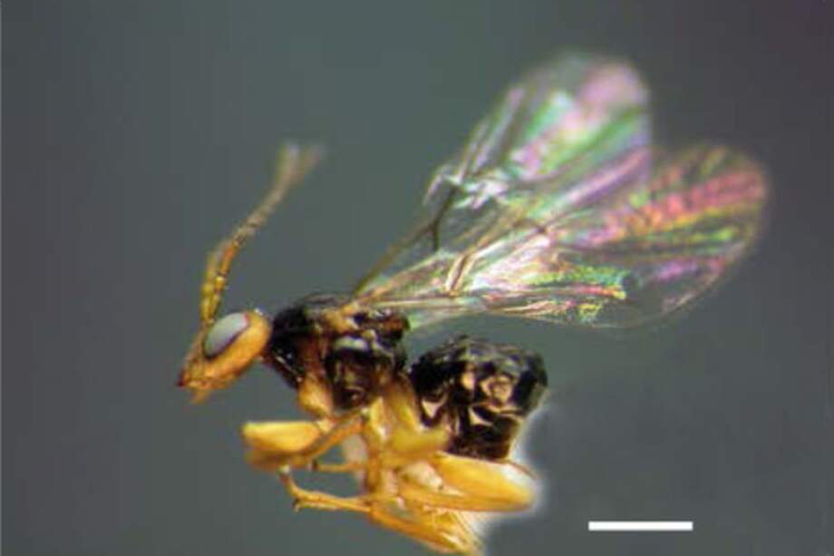 Una de las nuevas avispas de las agallas Neuroterus elvisi descubiertas en Centroamérica. / MNCN