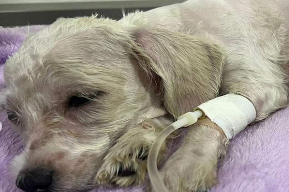 La fundación pidió ayuda, debido a que tienen bastantes casos de animales maltratados y no tienen la capacidad económica para encargarse de un nuevo acontecimiento de crueldad animal.