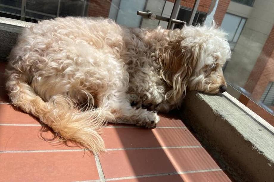 La familia espera que se haya tratado de un acto de buena fe, y que las personas que se lo llevaron lo regresen a su casa.