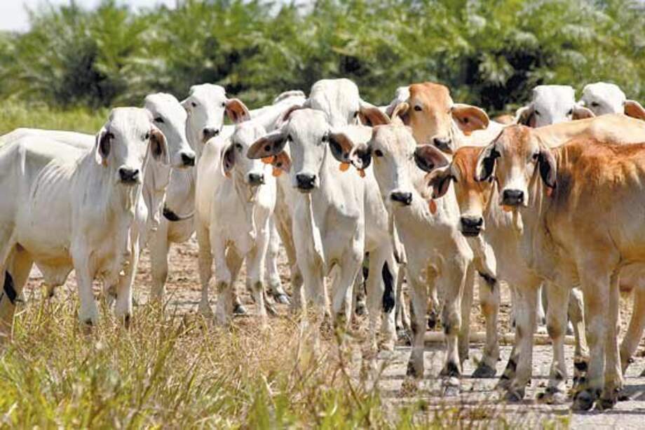 Ganadería extensiva y agricultura sobre zonas de conservación son causas del conflicto en el uso de suelos.