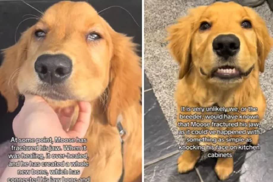 El primer indicio de que algo no estaba bien fue cuando Moose comenzó a cargar su pelota de forma extraña.