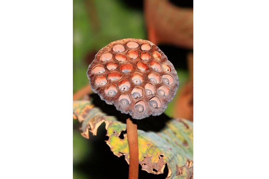 Nueva fobia: el miedo a las agrupaciones de formas geométricas