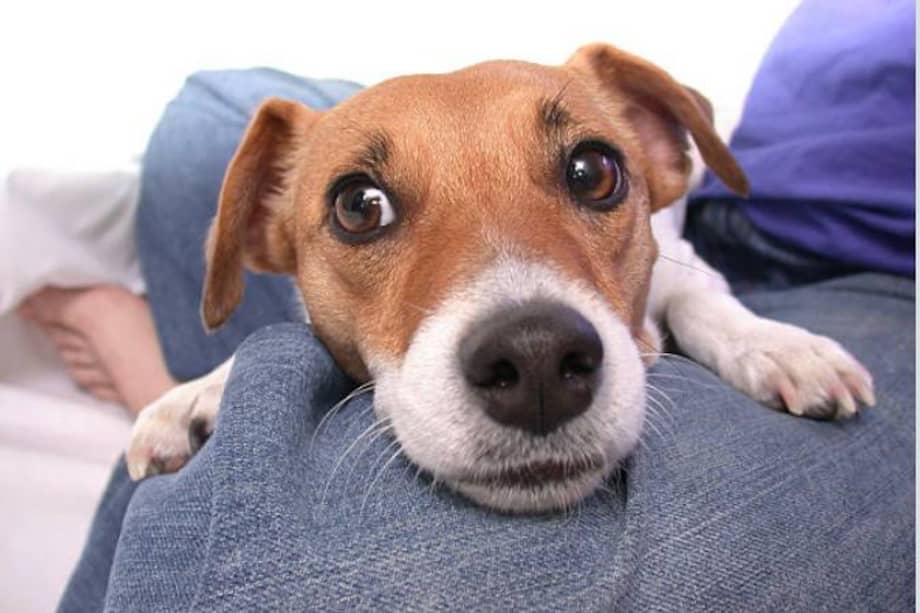 Muchas veces los perros apoyan la cabeza sobre sus dueños para llamar su atención.