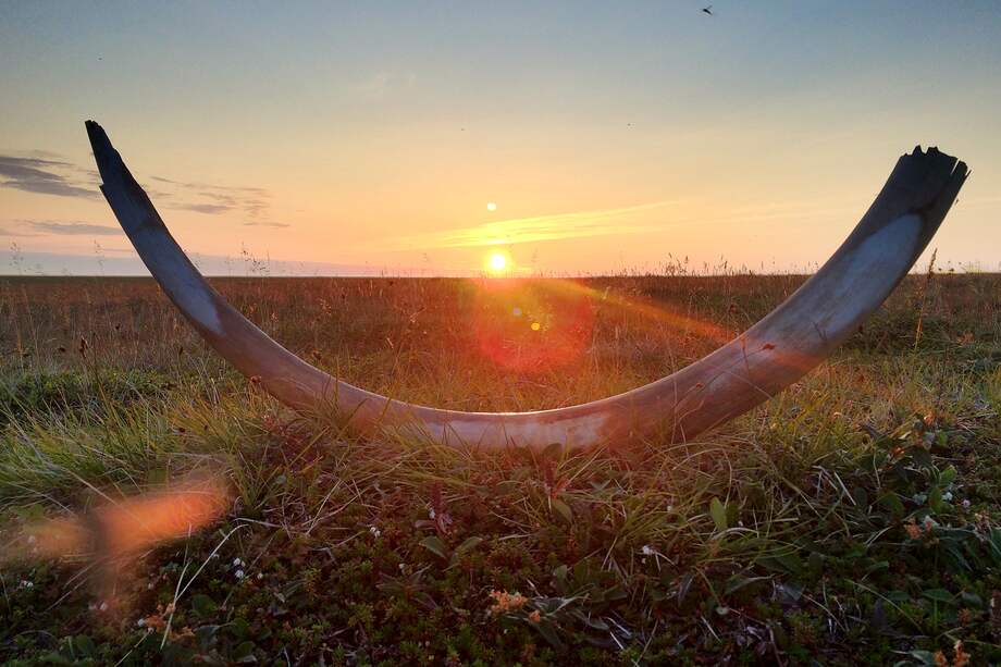 Un colmillo de mamut en la estepa Siberiana.