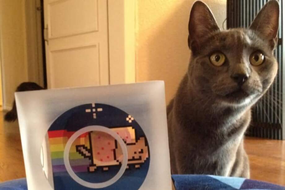 Fotografía personal cedida hoy por Chris Torres donde aparece un gato junto a un peluche del gato Nyan, un meme que ahora la comunidad de internet considera un icono del siglo XXI, y que se ha vendido por más de 600.000 dólares.