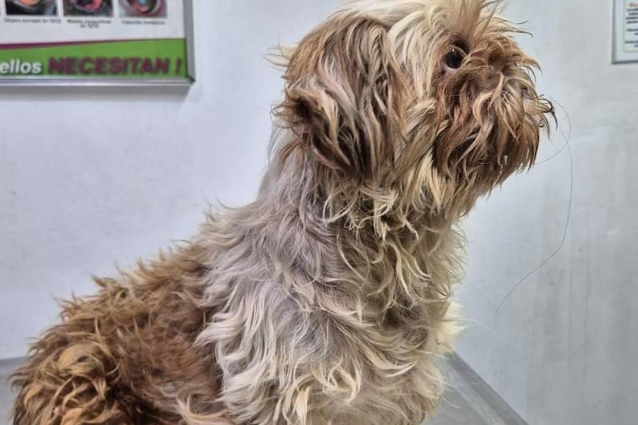 Las personas interesadas en conocer la evolución de Galleta y su proceso de recuperación pueden seguir su historia a través de la cuenta de Instagram @Adopta_con_responsabilidad.