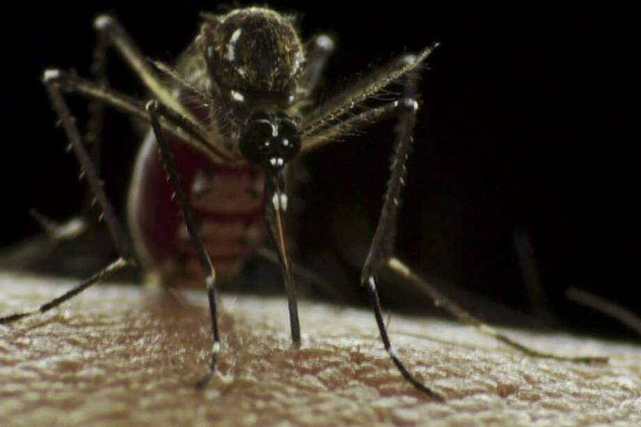 El mosquito Aedes aegypti es el principal vector del virus Zika. / Flickr - Sanofi
