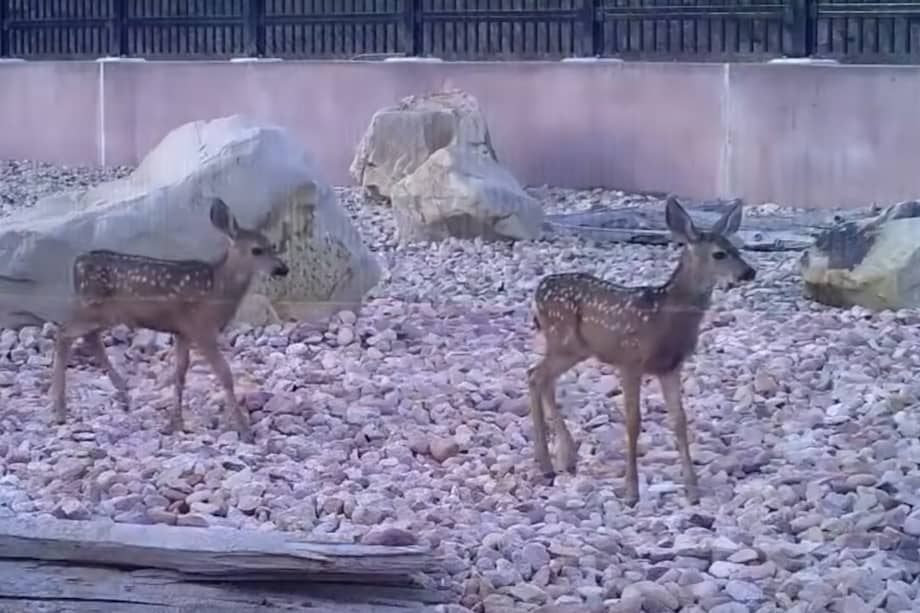 Las criaturas pueden cruzar por la autopista sin correr riesgos mayores.