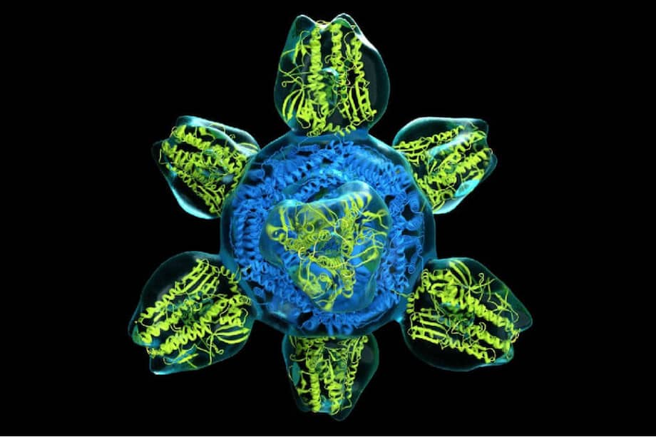 El virus de la gripa, y sus diferentes cepas, mutan con gran velocidad, por lo cual no ha podido desarrollarse una vacuna o forma de prevención efectiva contra él. (Imagen de referencia) / Pixlr
