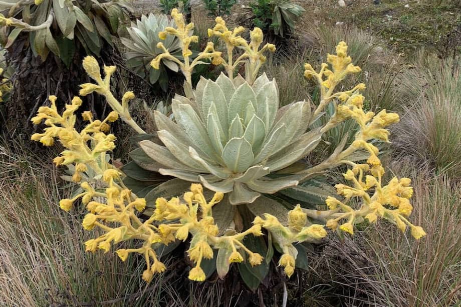 Los investigadores señalan que este género de plantas (Espeletia) contiene hoy 139 especies, siendo uno de los más diversos de los páramos.