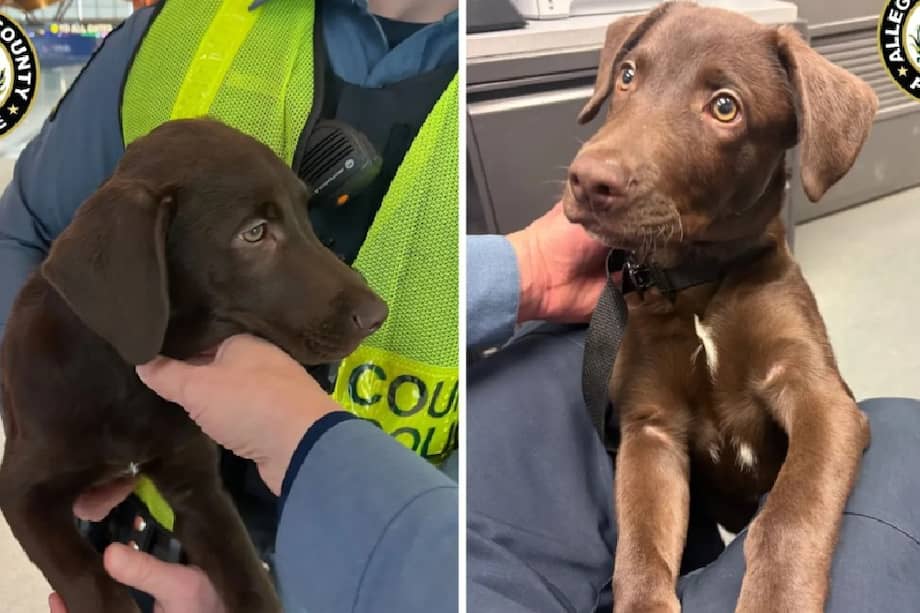 Tras el rescate, el cachorro fue ubicado en un hogar de acogida, donde permanece bajo cuidado mientras avanza el proceso legal.