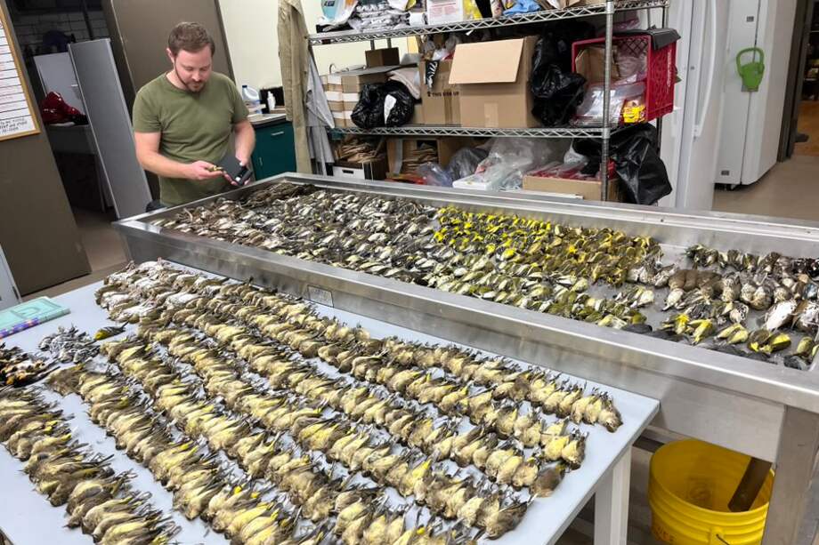 Las aves murieron tras chocar contra el McCormick Place Lakeside Center, un centro de convenciones situado a orillas del lago Michigan, en Chicago, Estado Unidos.