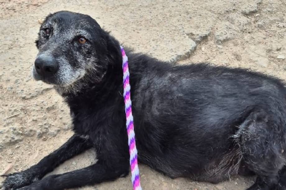 Actualmente, se requiere el apoyo de la comunidad para poder cubrir los gastos veterinarios pendientes, indispensables para su tratamiento y recuperación.