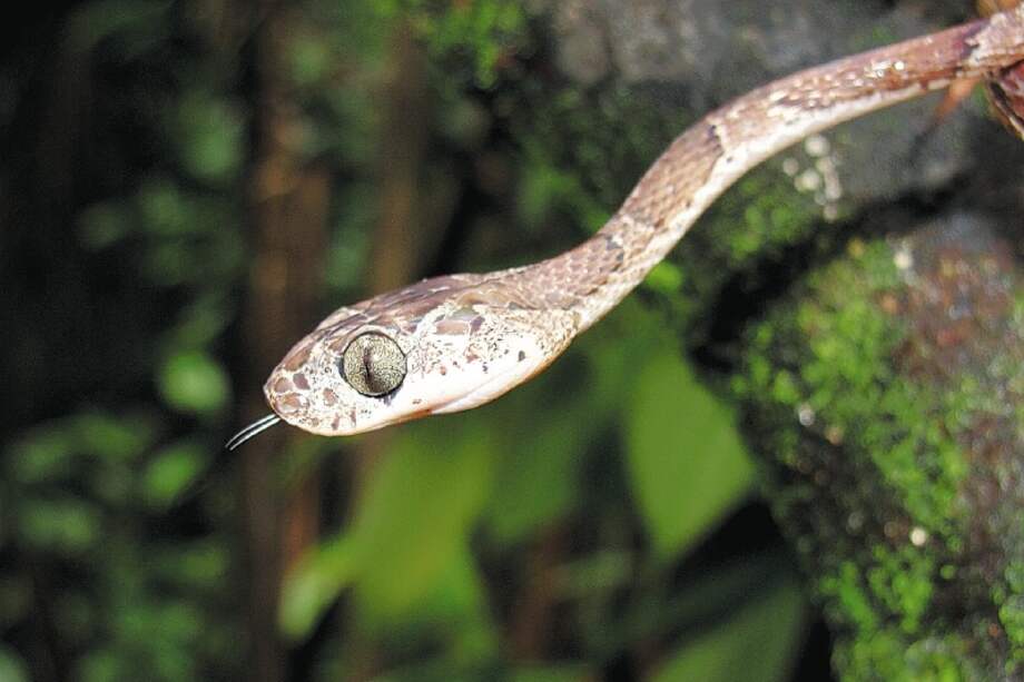 Las serpientes también están pagando el precio de la invasión del hongo Batrachochytrium dendrobatidis, pues con la muerte masiva de ranas perdieron una de sus principales fuentes de alimento. / Vicky Flechas