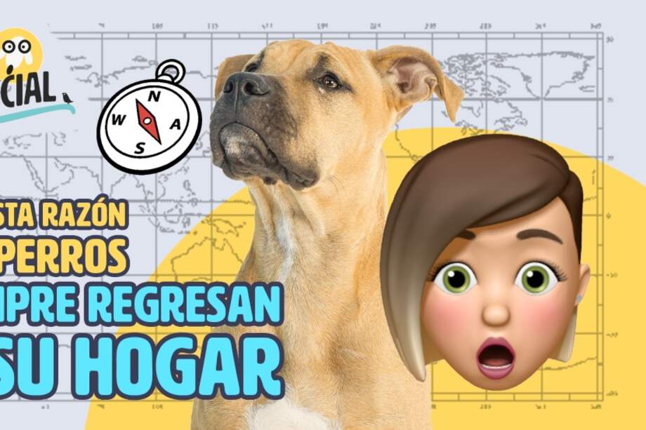 Hay perros que recorren largas distancias para regresar a la casa a la que pertenecen.