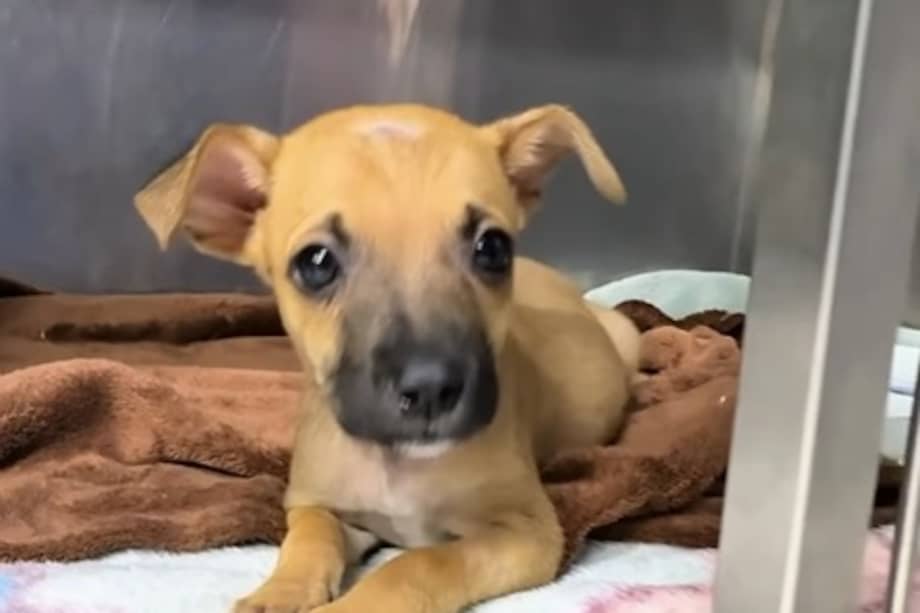 Según la fundación, cada día que un cachorro pasa en el refugio es tiempo de su infancia que pierde sin el calor de un hogar.