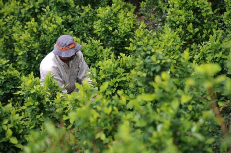 Más de 200 familias que antes cultivaban coca recibirán títulos de propiedad / El Espectador