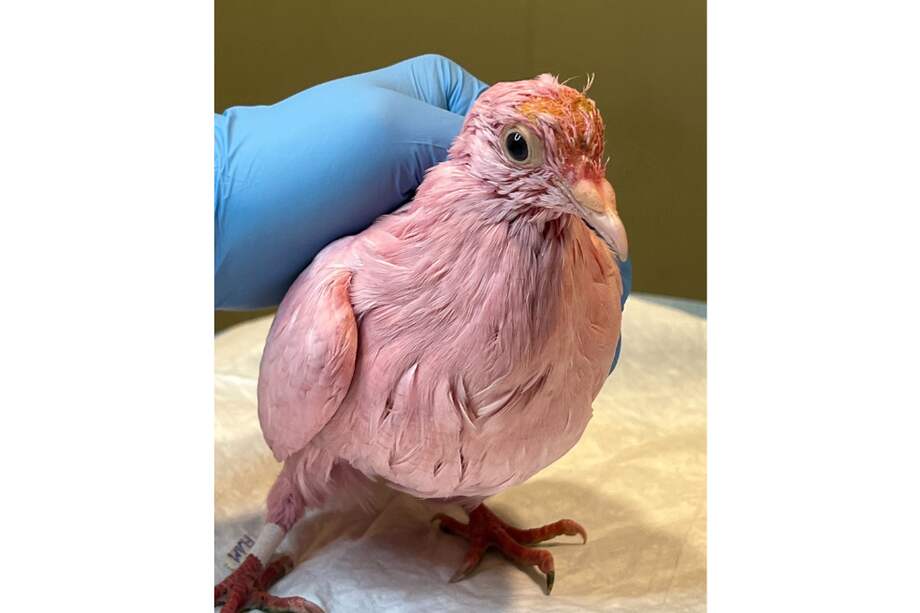 “Nunca tinturen a un pájaro. Y por favor nunca liberen tampoco a los pájaros u otros animales domésticos, pues no están acostumbrados a ese tipo de cotidianidad", dijo la organización Wild Bird Fund.