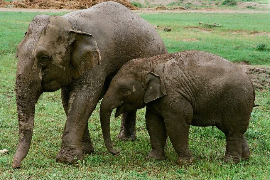 El documental tiene como objetivo inspirar una nueva manera de apreciar esta especie y mostrar lo que se puede hacer para prevenir la extinción de los elefantes asiáticos.