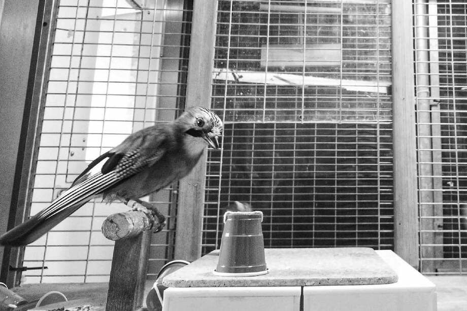 Las aves entienden los mecanismos de distracción.