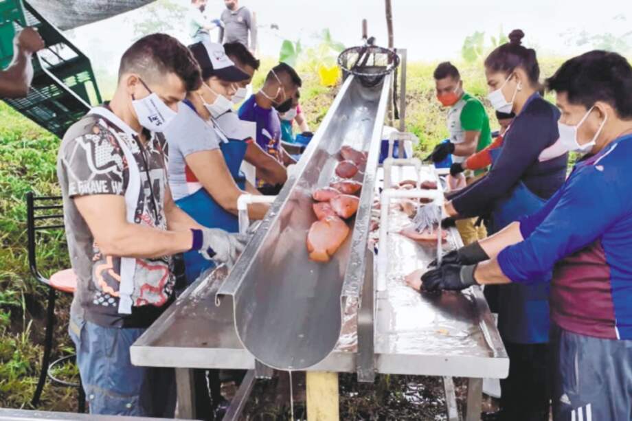 La cooperativa Comuccom está integrada por 90 excombatientes del antiguo Bloque Sur de las Farc. / Cortesía